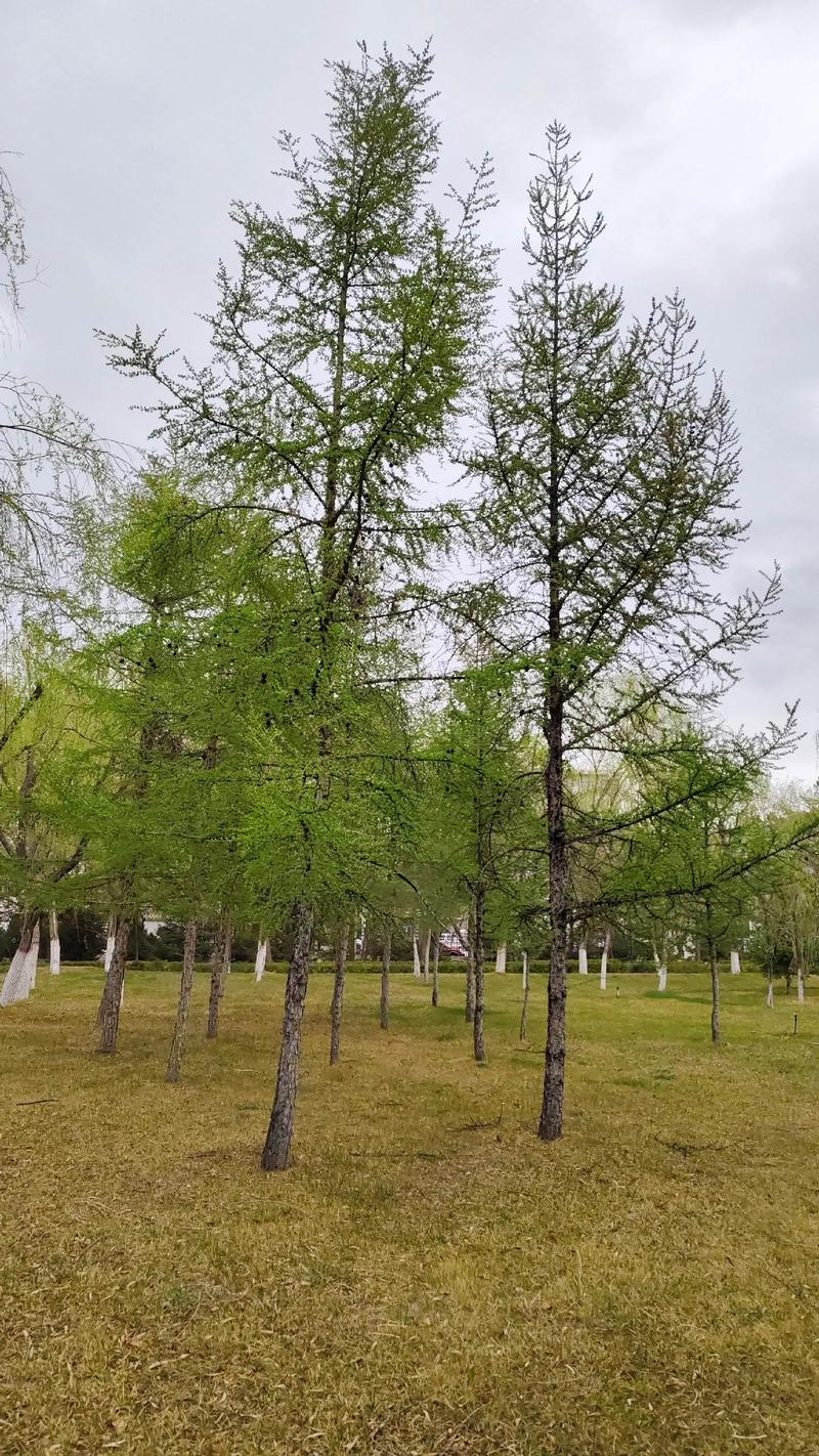 开原苗圃种植的五大误区警示