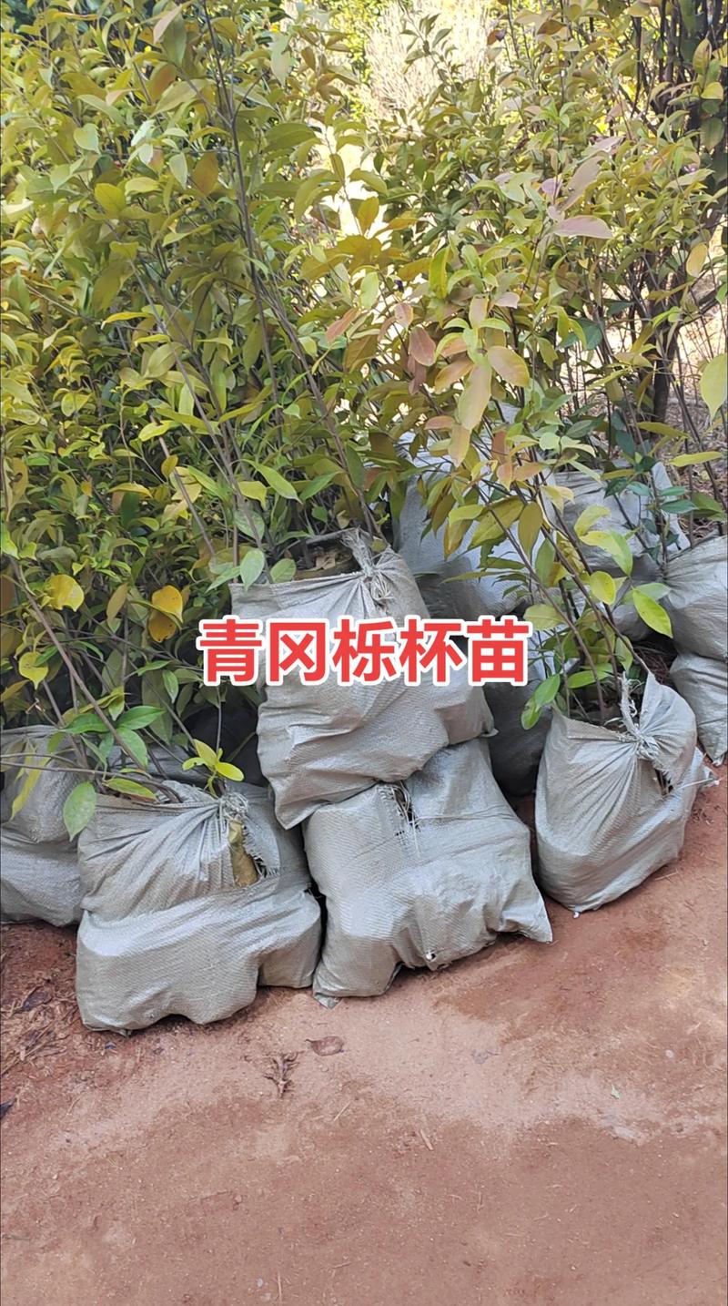 辽宁绿化苗木：自然之美与城市发展的完美融合