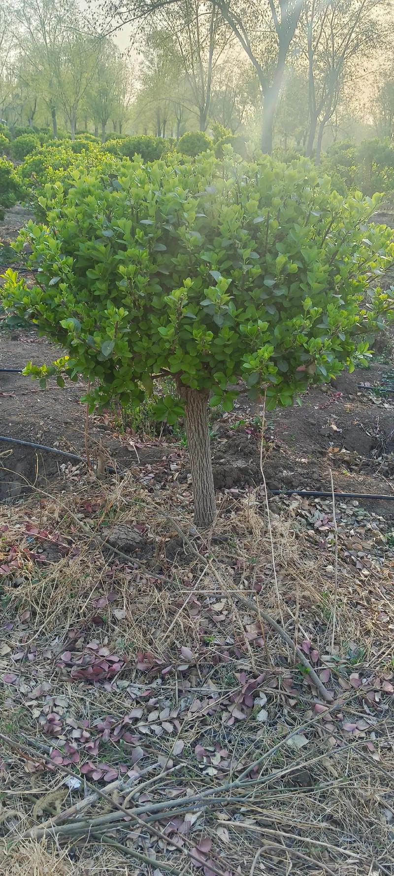 挖掘开原苗圃的种植奥秘
