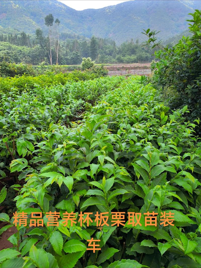 如何在开原苗木批发市场抢占先机