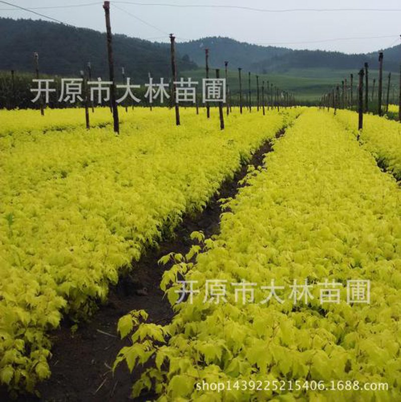 辽宁绿化苗木