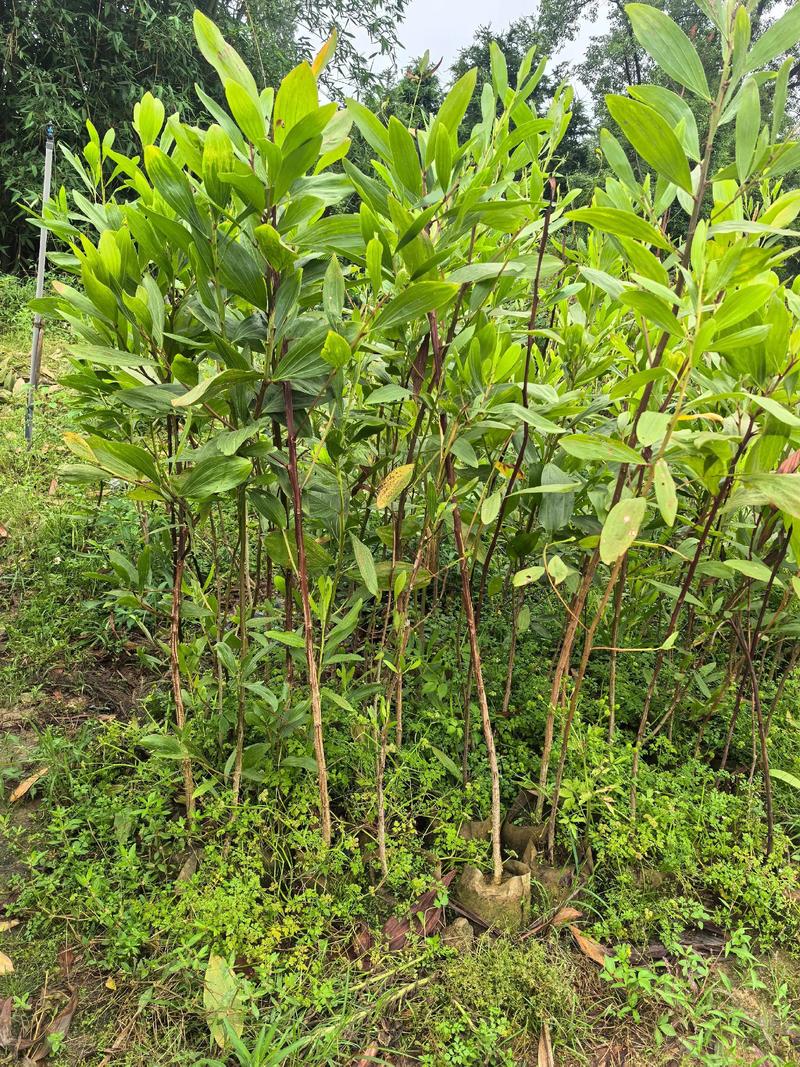 辽宁绿化苗木种植技巧全解析